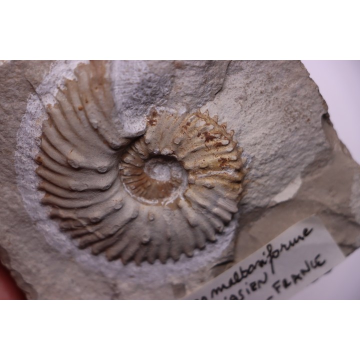 MAZENOTICERAS MALBOSIFORME  Berriasien  La Cadiere, 30 - FRANCE