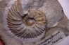 MAZENOTICERAS MALBOSIFORME Berriasien La Cadiere, 30 - FRANCE