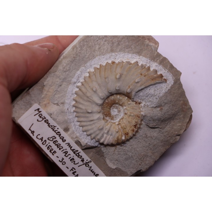 MAZENOTICERAS MALBOSIFORME  Berriasien  La Cadiere, 30 - FRANCE