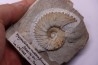 MAZENOTICERAS MALBOSIFORME Berriasien La Cadiere, 30 - FRANCE