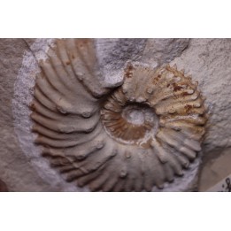MAZENOTICERAS MALBOSIFORME  Berriasien  La Cadiere, 30 - FRANCE