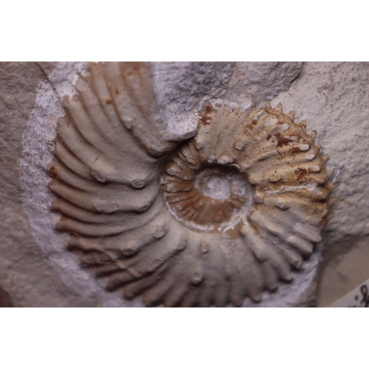 MAZENOTICERAS MALBOSIFORME  Berriasien  La Cadiere, 30 - FRANCE