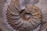 MAZENOTICERAS MALBOSIFORME Berriasien La Cadiere, 30 - FRANCE