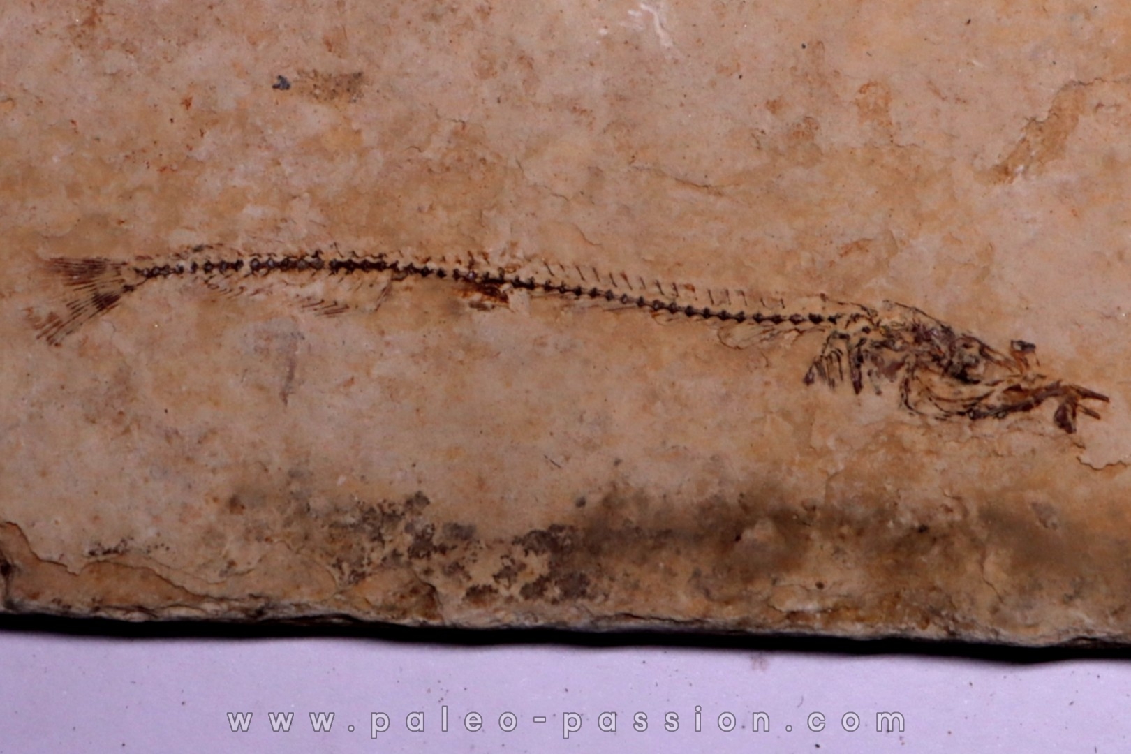Cobitopsis acutus - Stampien - Saint Saturnin - Auvergne - FRANCE