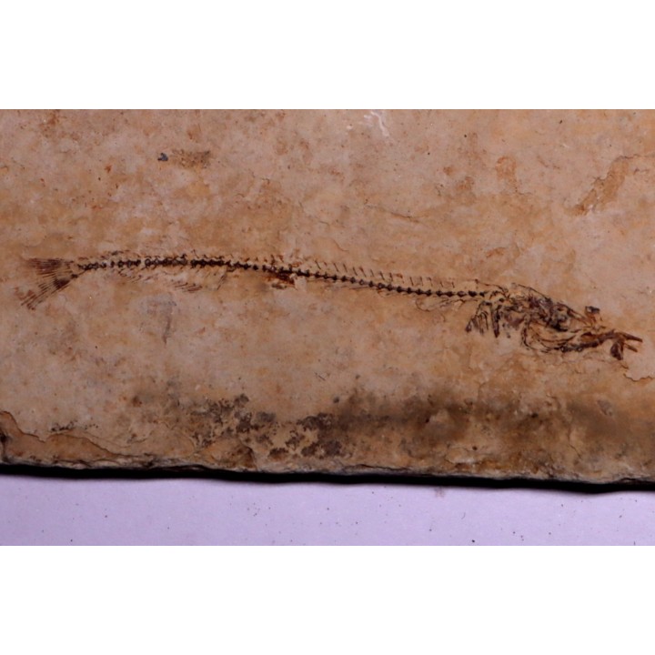 Cobitopsis acutus - Stampian - Saint Saturnin - Auvergne - FRANCE