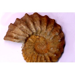 Neocosmoceras sayni (Simionescu)  Berriasien  La Cadiere, 30  France