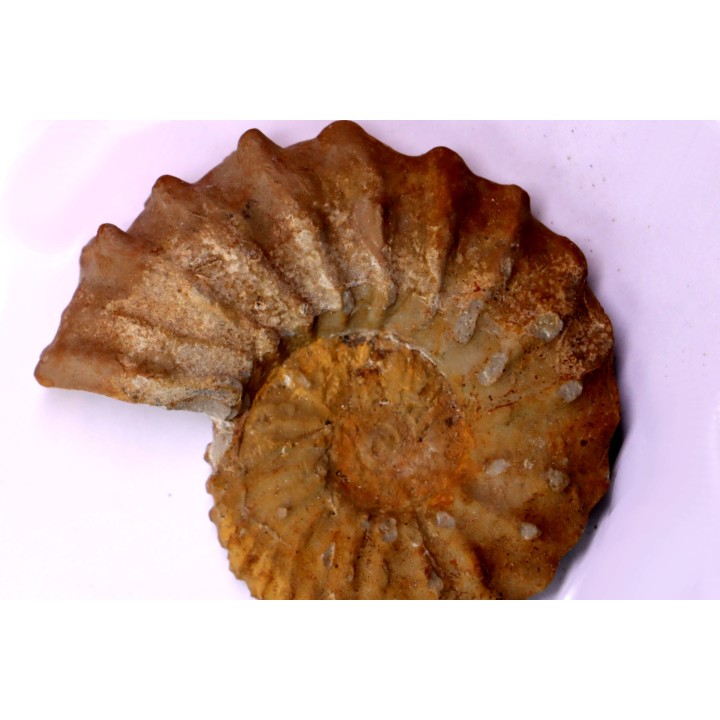 Neocosmoceras sayni (Simionescu)  Berriasien  La Cadiere, 30  France