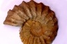 Neocosmoceras sayni (Simionescu)  Berriasien  La Cadiere, 30  France
