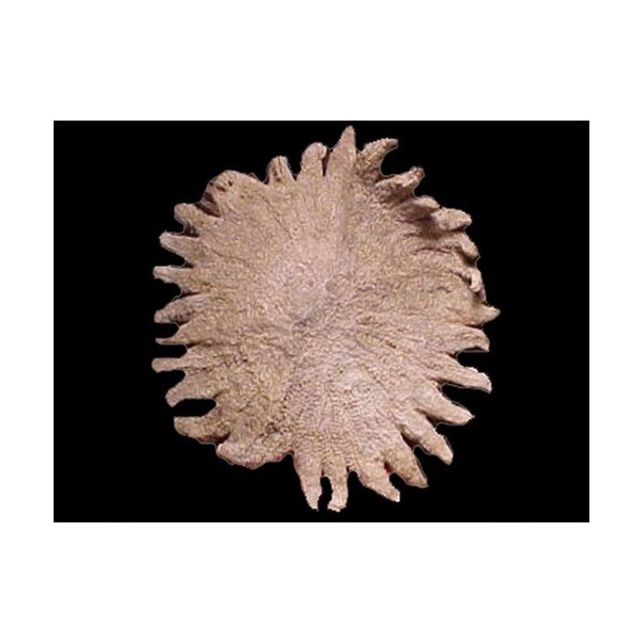 HELIASTER MICROBRACHIUS - Miocène supérieur - Charlotte county - Floride - USA
