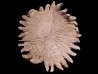 HELIASTER MICROBRACHIUS - Miocène supérieur - Charlotte county - Floride - USA