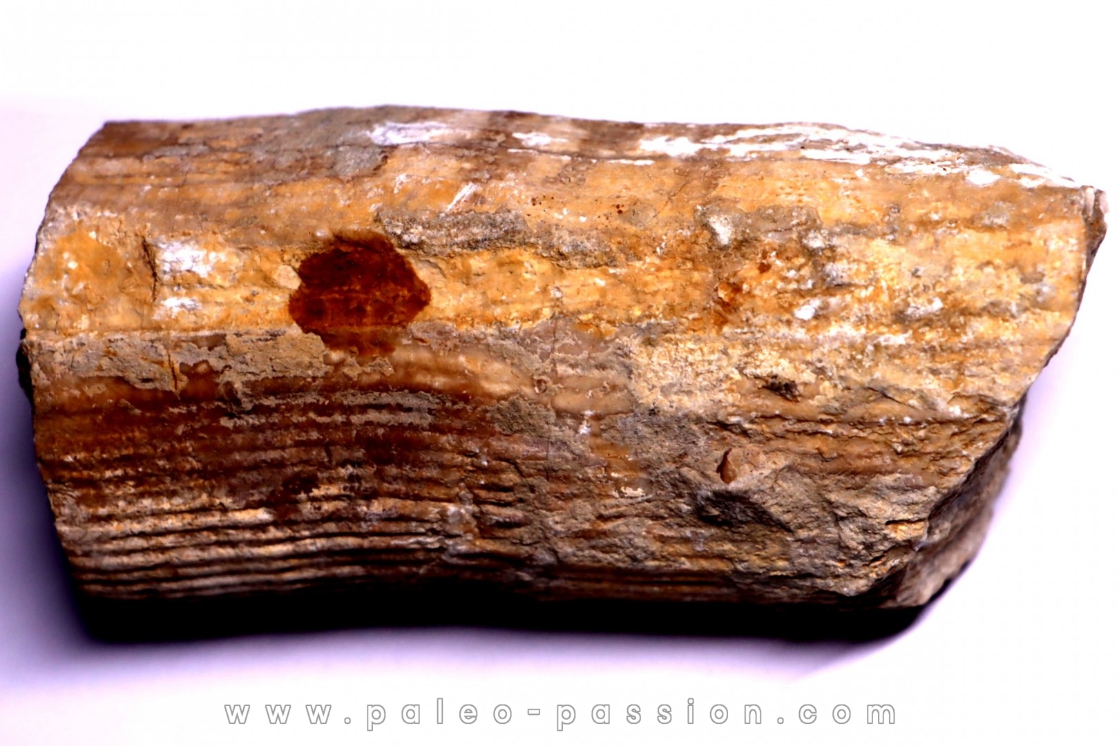 HIPPURITELLA SILCATOIDE Santonien La Cadiere, 83 - FRANCE