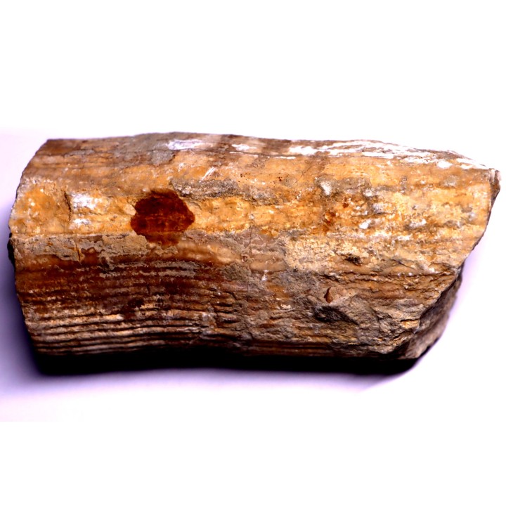 HIPPURITELLA SILCATOIDE  Santonien  La Cadiere, 83 - FRANCE