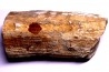 HIPPURITELLA SILCATOIDE Santonien La Cadiere, 83 - FRANCE