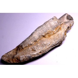 HIPPURITELLA TOUCADI  Santonien  La Cadiere, 83 - FRANCE