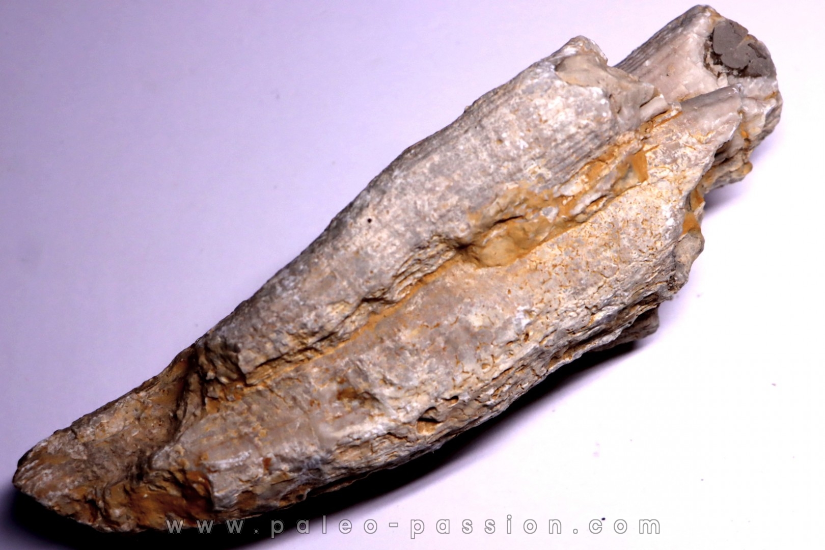 HIPPURITELLA TOUCADI Santonien La Cadiere, 83 - FRANCE