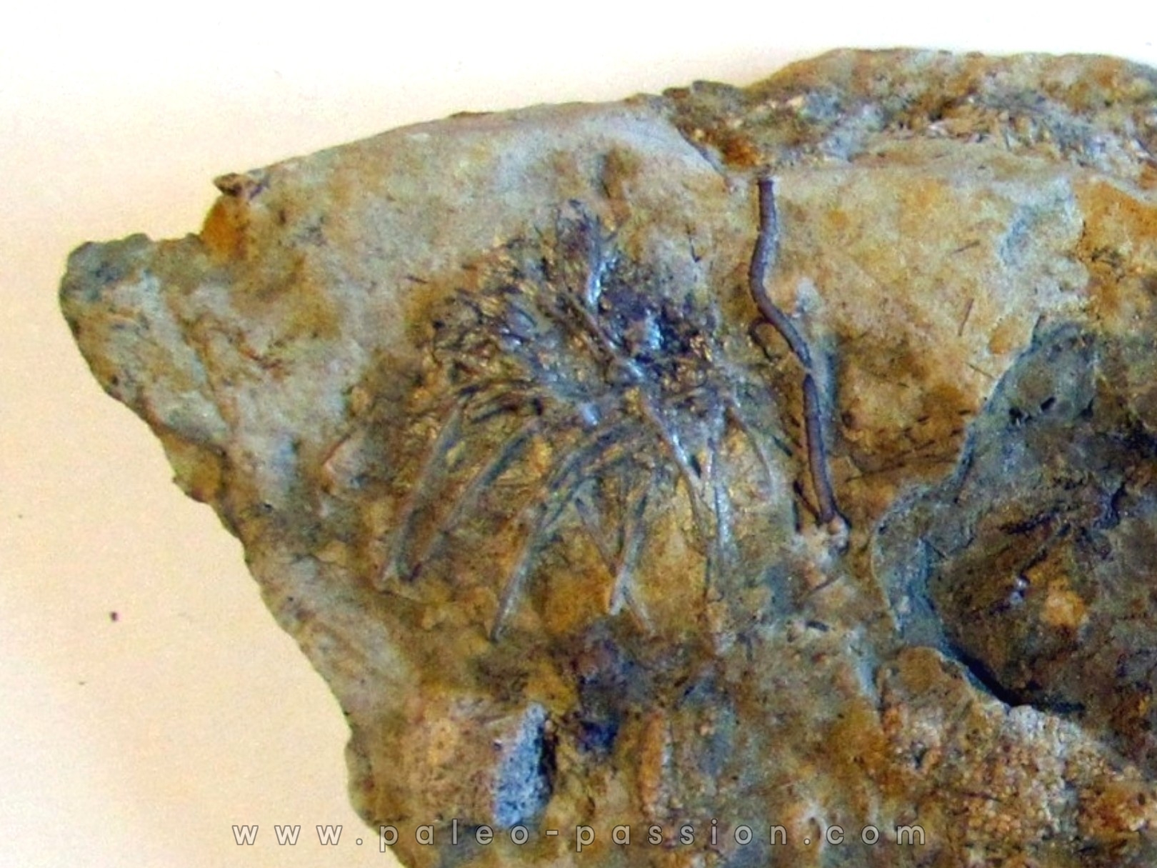 ARCHAEOCIDARIS ALIQUANTULA Mississippien - CARBONIFERE Gilmore City Formation Gilmore City, Iowa - USA