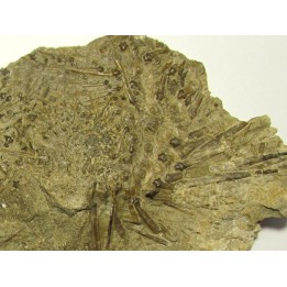 Archaeocidaris Wortheni  Mississippian -  St. Louis Formation,  St. Louis, Missouri. USA