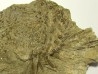 Archaeocidaris Wortheni Mississippian - St. Louis Formation, St. Louis, Missouri. USA
