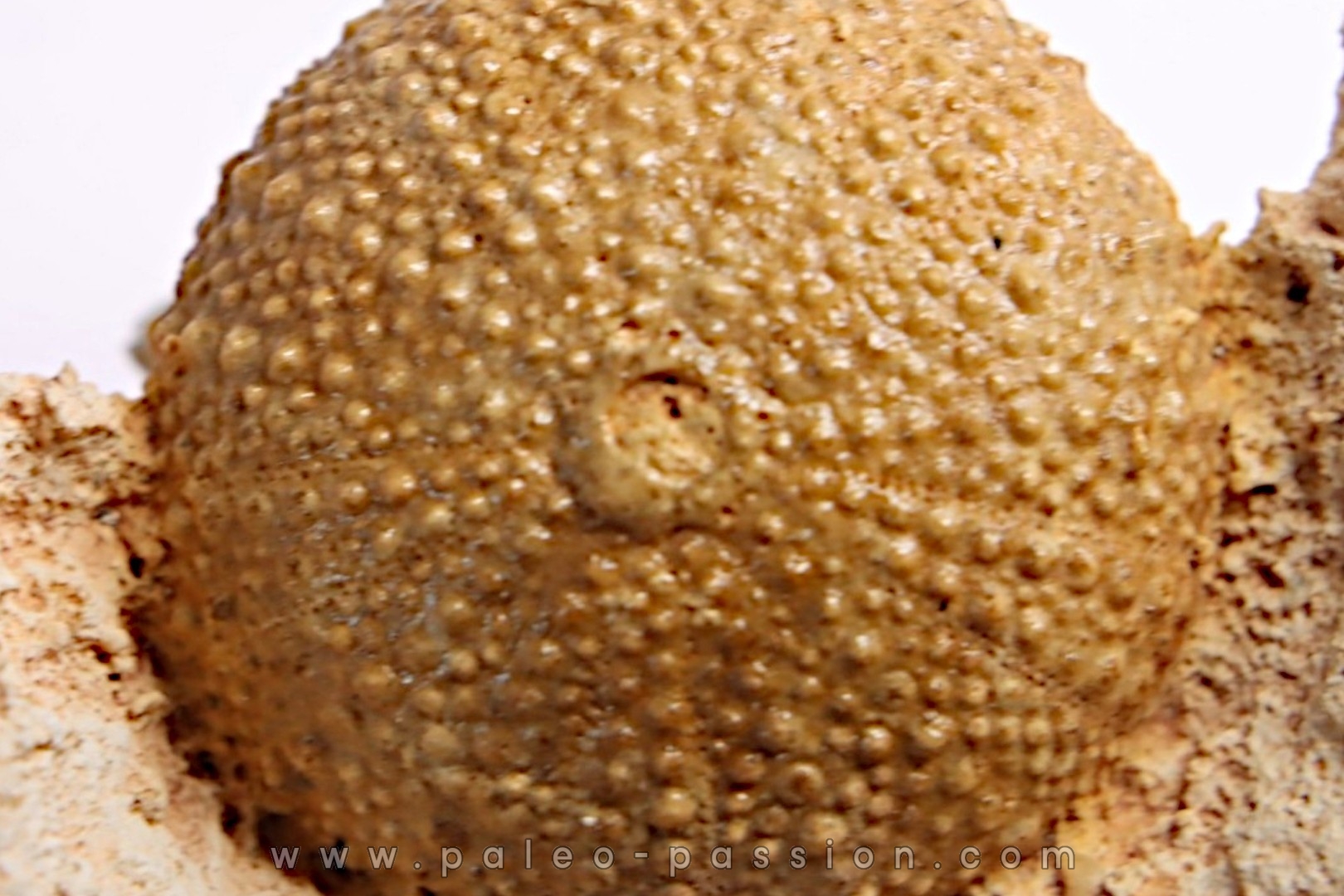 Pseudodiadema tetragramma - oxfordien - Novion-Porcien - Ardennes, France