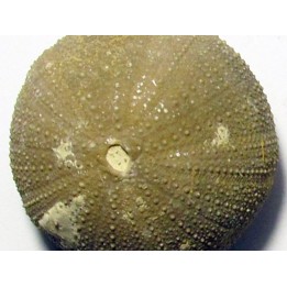 Psephechinus daguini  (LAMBERT,1933)  Upper Bajocian     Boulemane - Moyen Atlas - MOROCCO