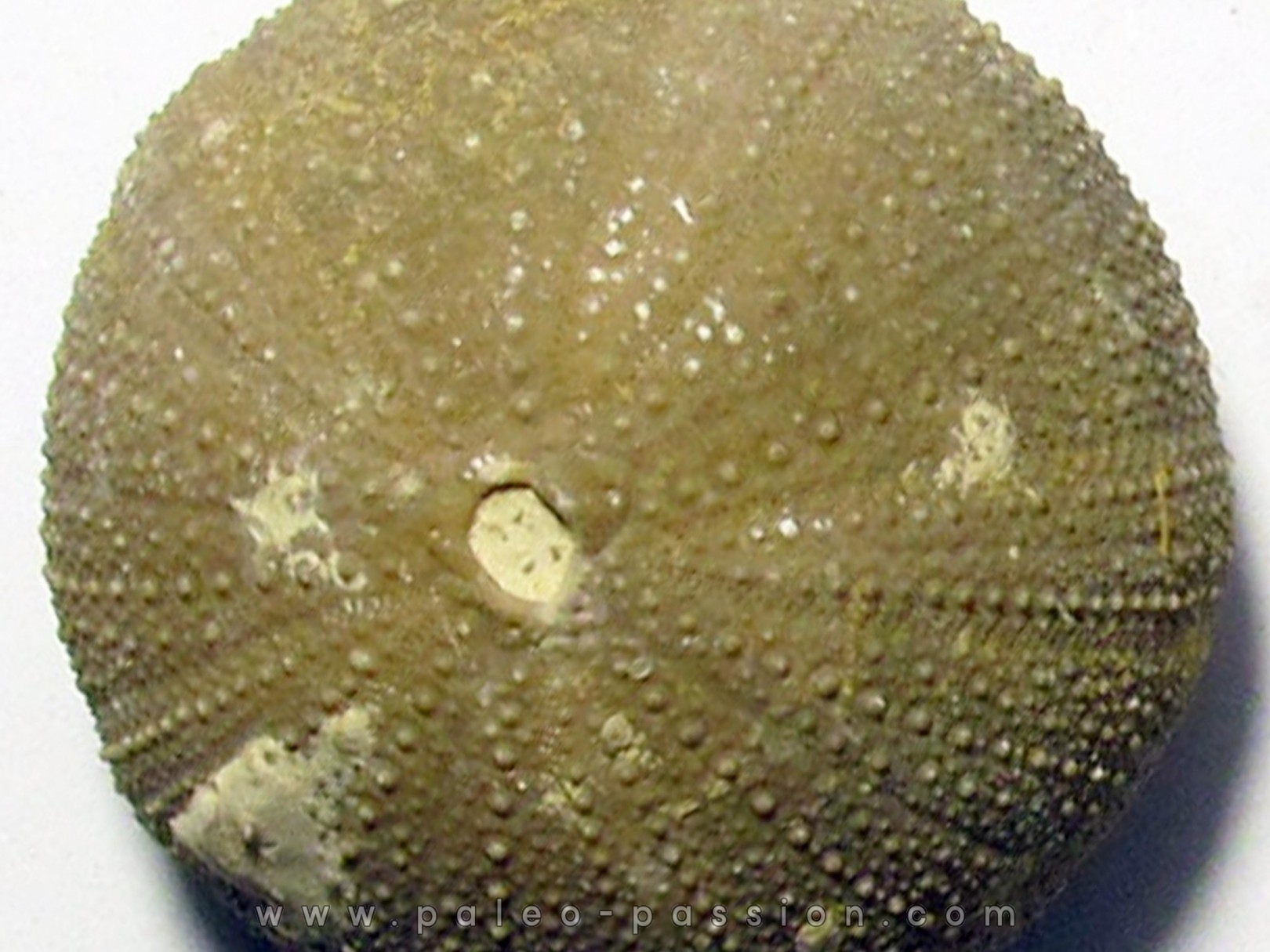 Psephechinus daguini (LAMBERT,1933) Bajocien sup. - Boulemane - Moyen Atlas - MAROC
