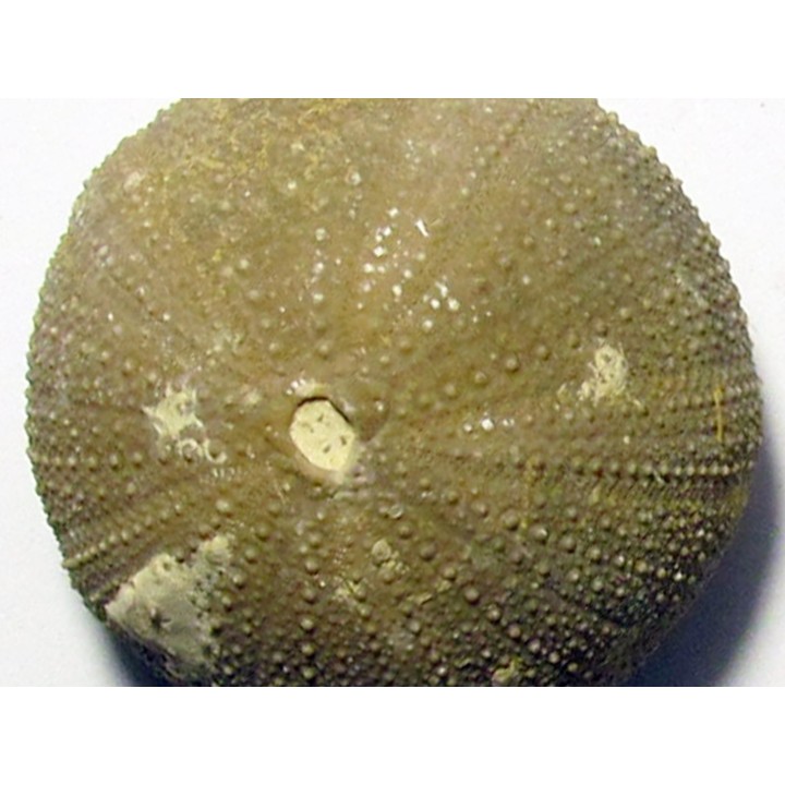 Psephechinus daguini  (LAMBERT,1933)  Bajocien sup. - Boulemane - Moyen Atlas - MAROC