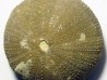Psephechinus daguini (LAMBERT,1933) Bajocien sup. - Boulemane - Moyen Atlas - MAROC