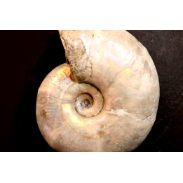 Melchiorites falcistriatus - Albien - Région de Mahajanga - MADAGASCAR