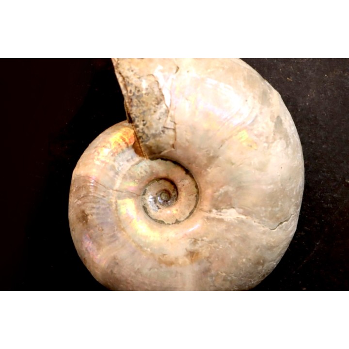 Melchiorites falcistriatus - Albien - Région de Mahajanga - MADAGASCAR