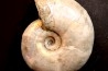 Melchiorites falcistriatus - Albien - Région de Mahajanga - MADAGASCAR
