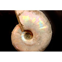 Desmoceras latidorsatum - Albien - Région de Mahajanga - MADAGASCAR