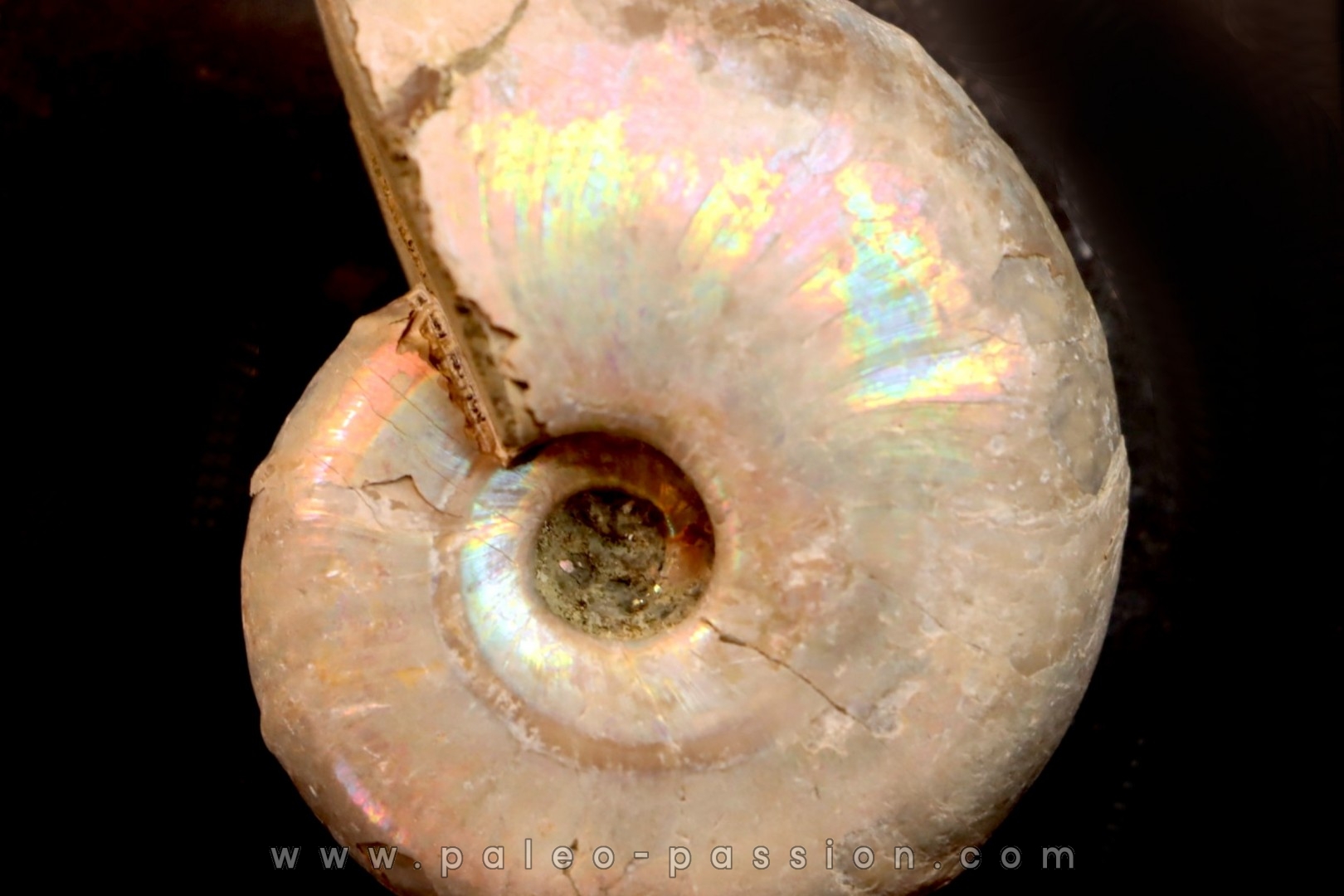 Desmoceras latidorsatum - Albien - Région de Mahajanga - MADAGASCAR