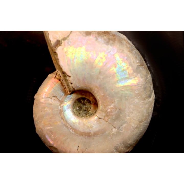 Desmoceras latidorsatum - Albian - Mahajanga - MADAGASCAR