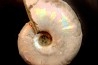 Desmoceras latidorsatum - Albian - Mahajanga - MADAGASCAR