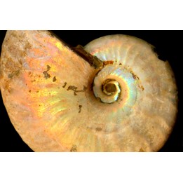 CLEONICERAS BESAIRIEI - Albian - MADAGASCAR