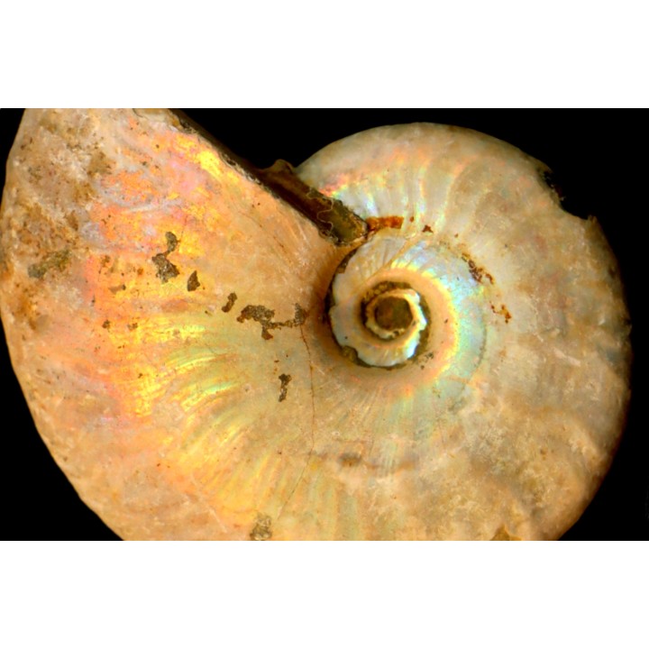 CLEONICERAS BESAIRIEI - Albian - MADAGASCAR