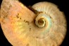 CLEONICERAS BESAIRIEI - Albian - MADAGASCAR