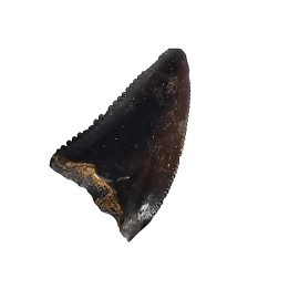 dinosaur tooth Sauronitholestes langstoni - Maastrichtian (South Dakota)