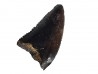dent de dinosaure Sauronitholestes langstoni - Maastrichtien (Sud Dakota)