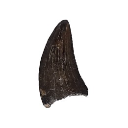 dent de dinosaure Sauronitholestes langstoni - Maastrichtien (Sud Dakota)