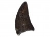 dinosaur tooth Sauronitholestes langstoni - Maastrichtian (South Dakota)