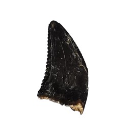 dinosaur tooth Sauronitholestes langstoni - Maastrichtian (South Dakota)