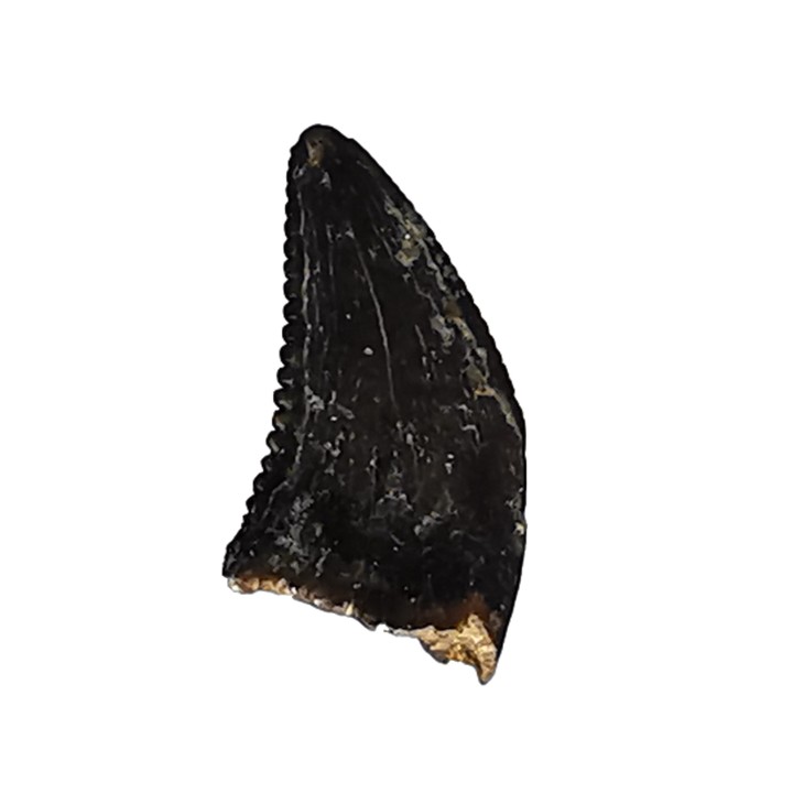 dent de dinosaure Sauronitholestes langstoni - Maastrichtien (Sud Dakota)