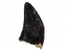 dent de dinosaure Sauronitholestes langstoni - Maastrichtien (Sud Dakota)
