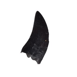 dinosaur tooth Sauronitholestes langstoni - Maastrichtian (South Dakota)