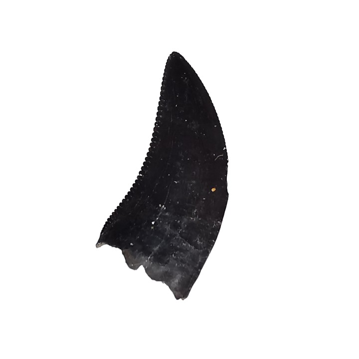 dinosaur tooth Sauronitholestes langstoni - Maastrichtian (South Dakota)