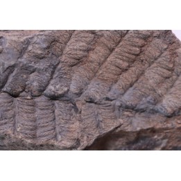Fougère: NEUROPTERIS PRAEDENTATA - Stephanian (carbonifere) Sanvignes les Mines (71) FRANCE