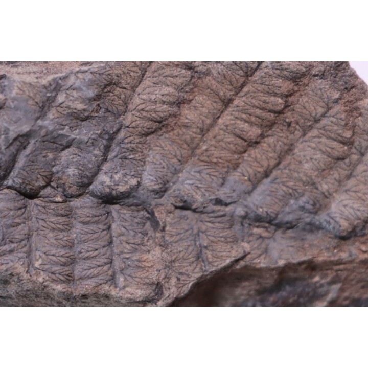 Fougère: NEUROPTERIS PRAEDENTATA - Stephanian (carbonifere) Sanvignes les Mines (71) FRANCE