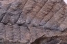 Fougère:  NEUROPTERIS PRAEDENTATA - Stephanian (carboniferous)   Sanvignes les Mines (71) FRANCE