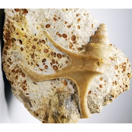 Dicroloma lorieri - Bajocien Sup. - Evrecy (14), France